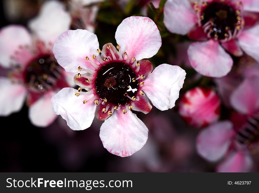 Pretty White Flowers With A Pink Hue.