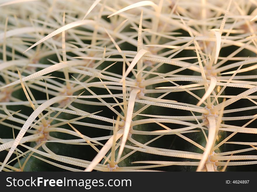 Thick and hard Prickles on a prickly pear.