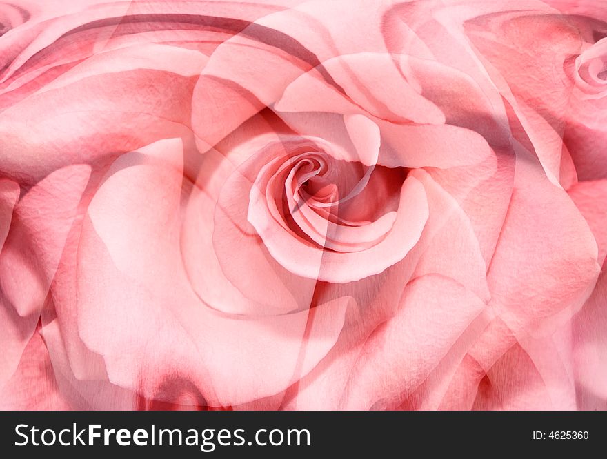 Background from a large pink rose