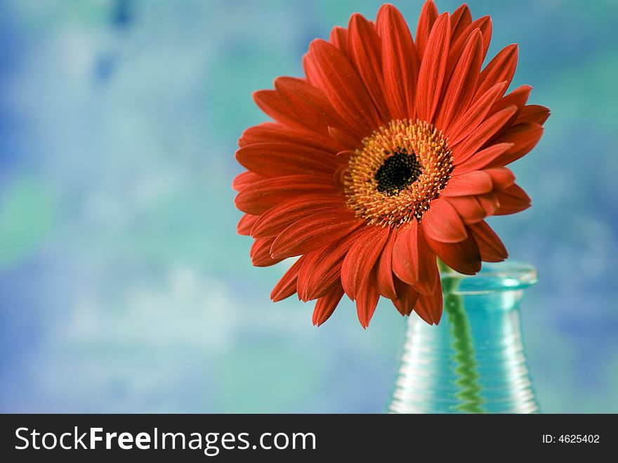 Red gerbera daisy in a vase, in front of blue background