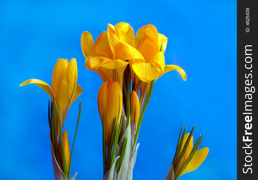 Flowers of a yellow crocus on a blue background