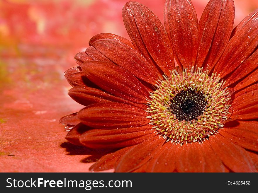 Close up of red gerbera flower