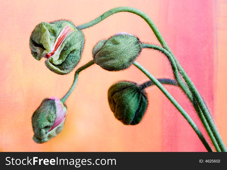 Four poppy flowers on colored background