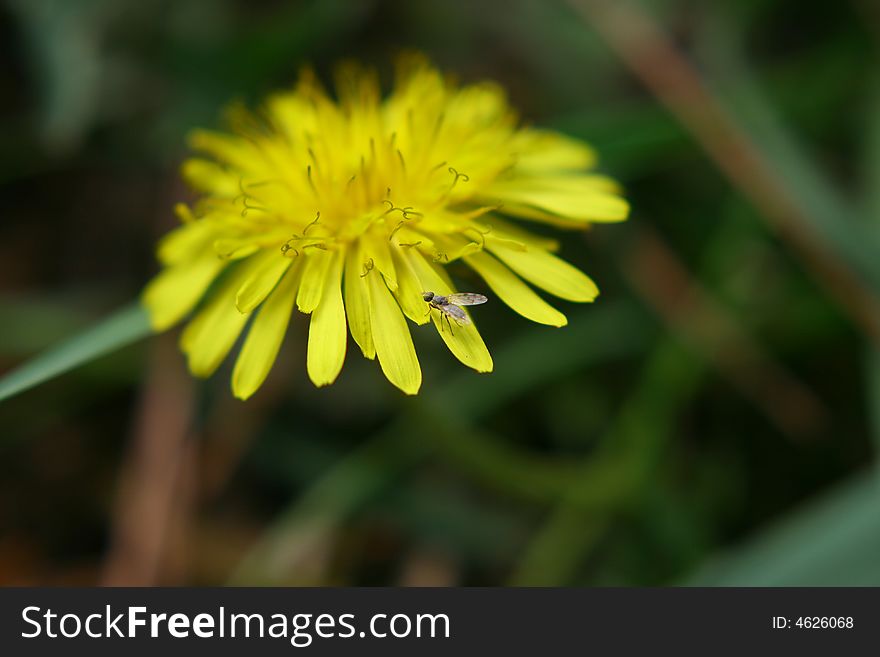 Beautiful flower yellow and colourful, insect. Beautiful flower yellow and colourful, insect