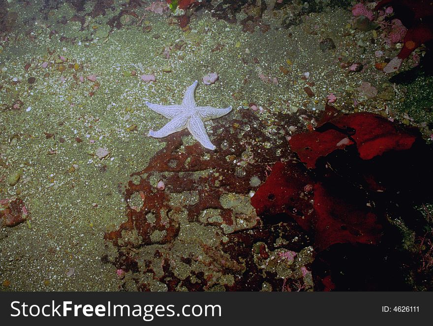 Underwater Life Of Kuril Islands