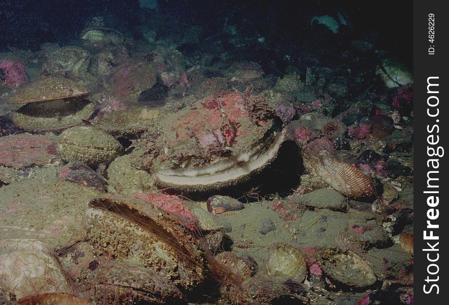 Underwater Life Of Kuril Islands