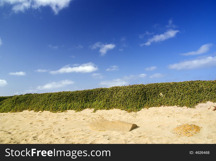 Photo of beach with plants.