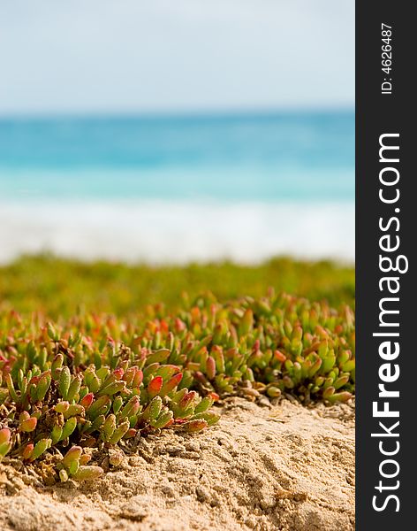 Plants On Beach.