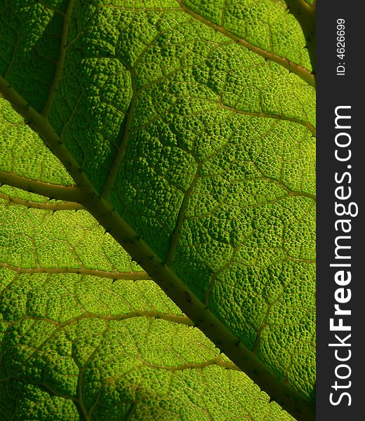 A small section of a heavily textured green leaf. A small section of a heavily textured green leaf