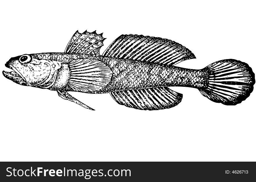 Gobius Gumnotrachelus (latin). Illustration.