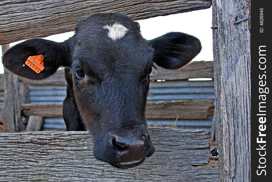 A young calf looking out between the wooden rails of its enclosure. A young calf looking out between the wooden rails of its enclosure