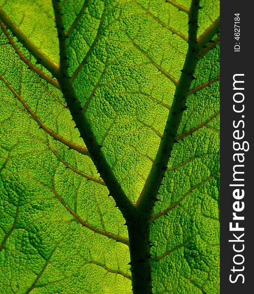 Deeply textured and veined section of a leaf. Deeply textured and veined section of a leaf