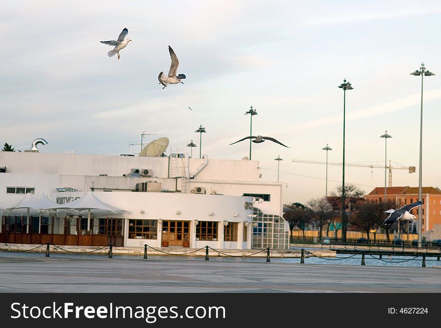 Flying seagull in Lisbon, Portugal