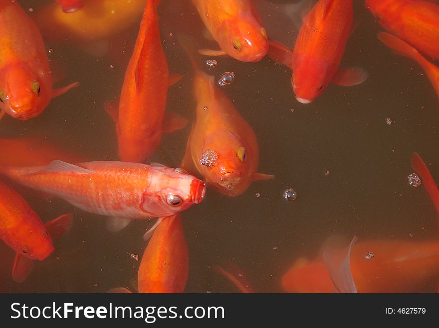 Asia   Chinese characteristics
  China Specialty  Artificial feeding
Animal  fish  Beautiful   koi     
Rare scarce   Freshwater  Pet Fish