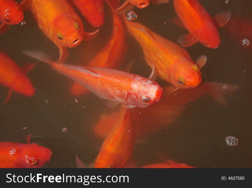 Asia Chinese characteristics China Specialty Artificial feeding Animal fish Beautiful koi Rare scarce Freshwater Pet Fish