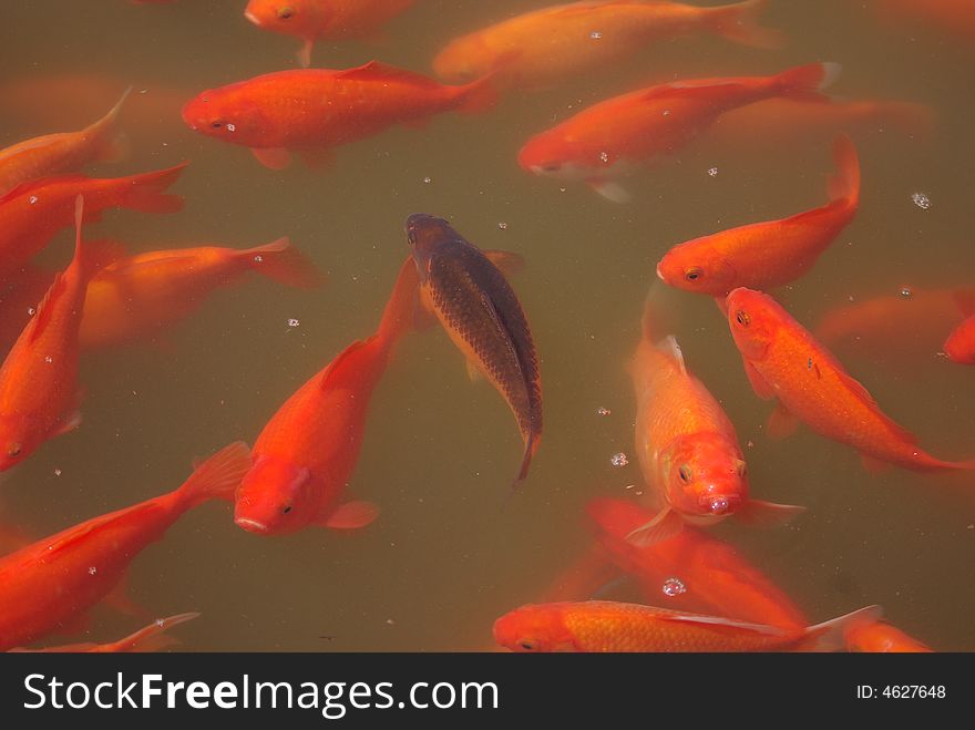 Asia Chinese characteristics China Specialty Artificial feeding Animal fish Beautiful koi Rare scarce Freshwater Pet Fish