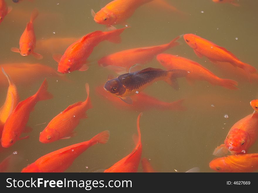 Black Koi