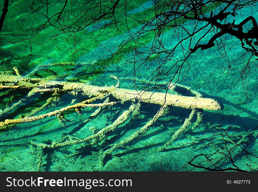 Water the trees have calcification, like an insectï¼ŒJiuzhaigou taken in China