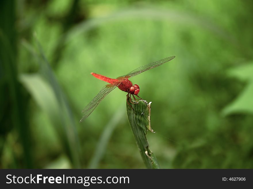 A red dragonfly on leaf