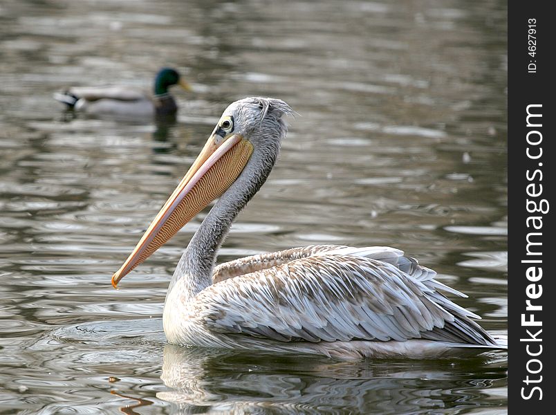 Beautiful nature is our precious property.... a cute pelican,Photo by Toneimage in China,a photographer living in Beijing.