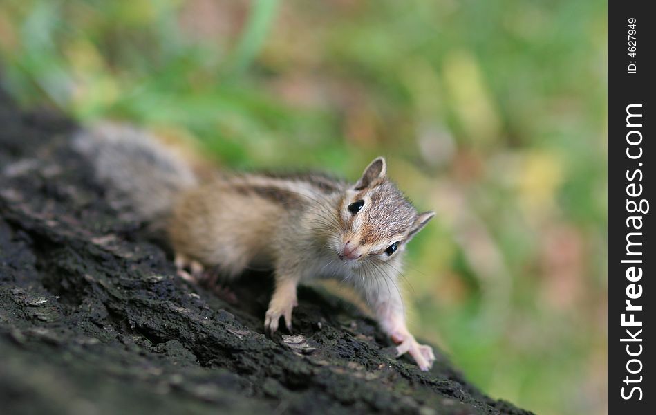 Beautiful nature is our precious property.... a cute squirrel,Photo by Toneimage in China,a photographer living in Beijing.