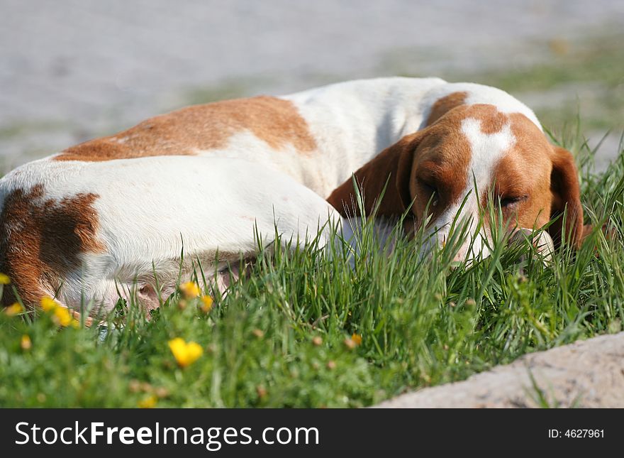 A dog,have a sweet dream...Beautiful nature is our precious property.... North Cyprus really is as beautiful as they say. Uncrowded, unspoilt and blessed with the best climate in Europe. Untouched beaches, legendary hospitality, and a wealth of history and culture combine to make this an unforgettable holiday experience. Photo by Toneimage of China, a photographer live in Beijing.