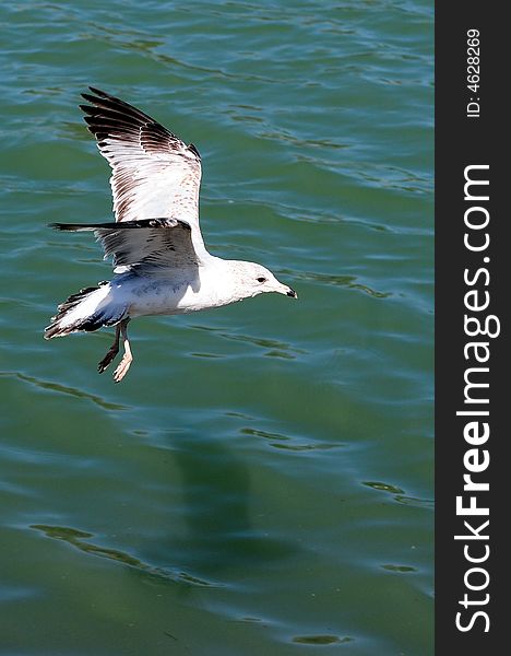 Flying seagull over a lake. Flying seagull over a lake