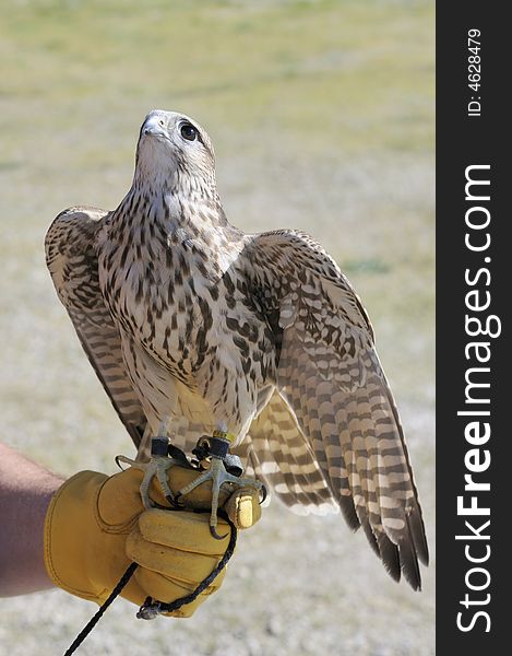 Merlin/Geofalcon cross sitting on the glove of a falconer