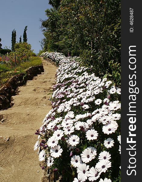 Stair step path and white flowers