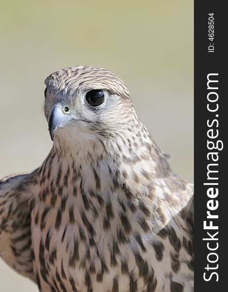 Merlin/Geofalcon crossbred sitting on the glove of a falconer