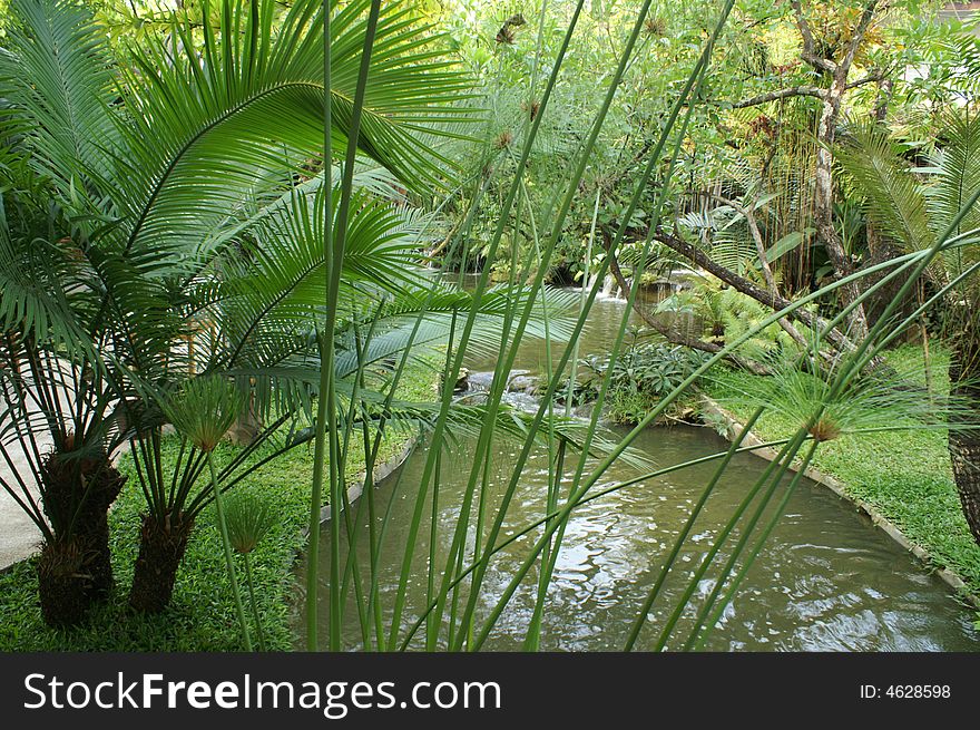 Rain forest in nature park