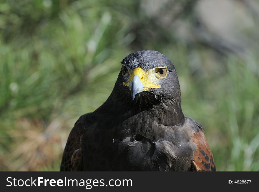 Closeup of a Harris hawk looking intently for game. Closeup of a Harris hawk looking intently for game