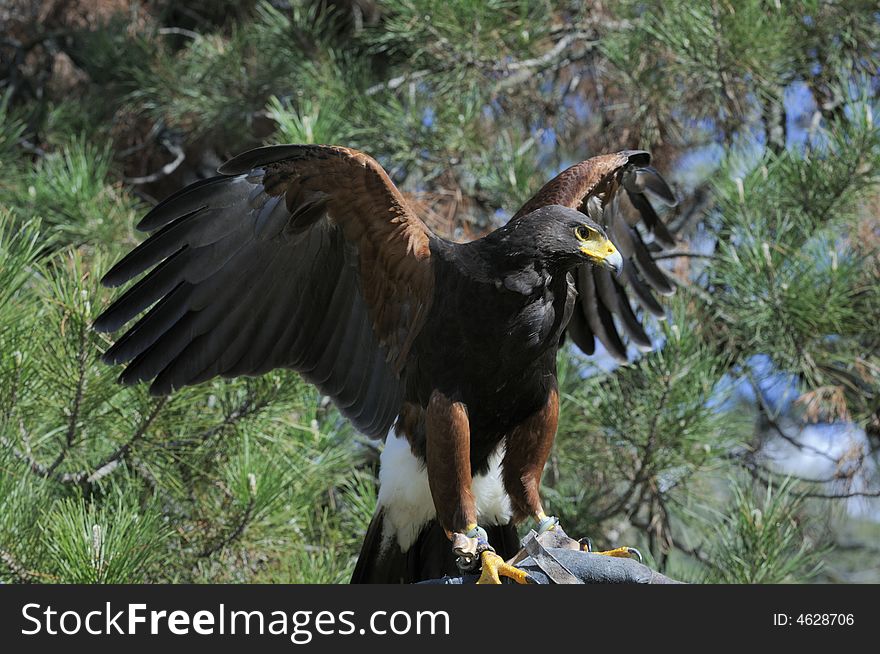 Harris hawk sitting on the glove of a falconer with wings spread