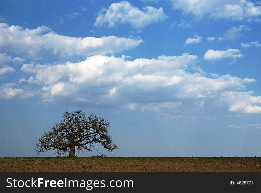 Lonely Tree in Color Landscape