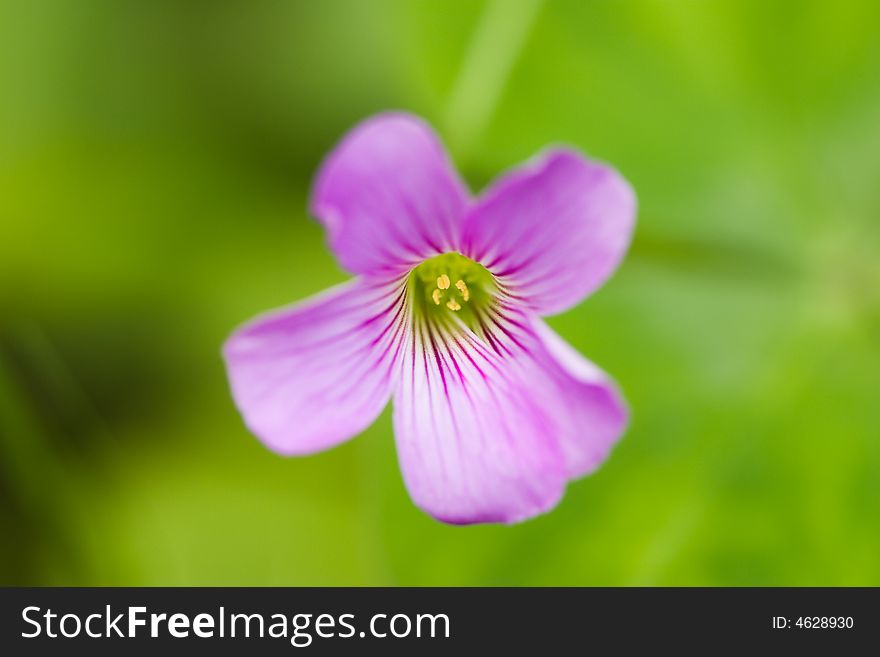 Oxalis flower in sunshine, spring, purple flower