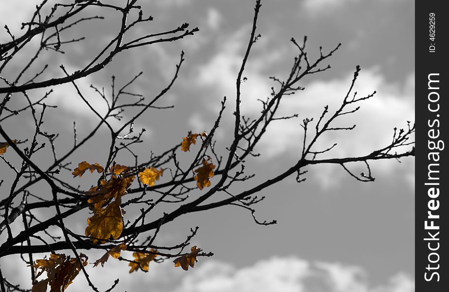 Autumn foliage (yellow on desaturated background)