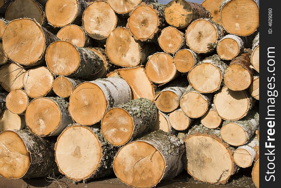 Pile Of Birch Logs