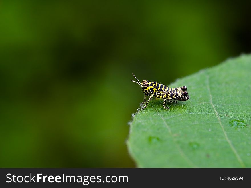 Insect,locust with yellow stripe on green leaf in summer