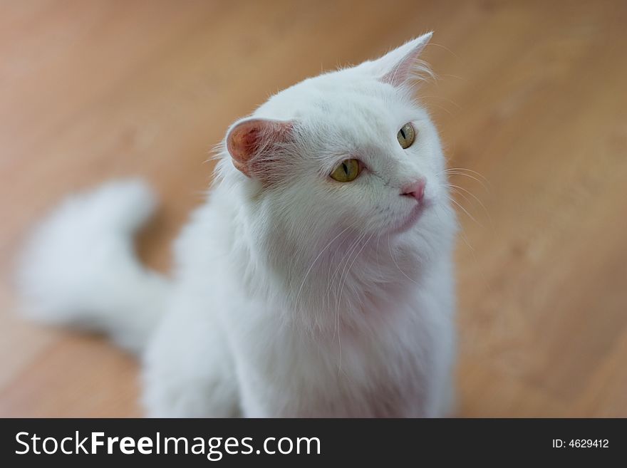 Whiter persian cat with yellow eyes