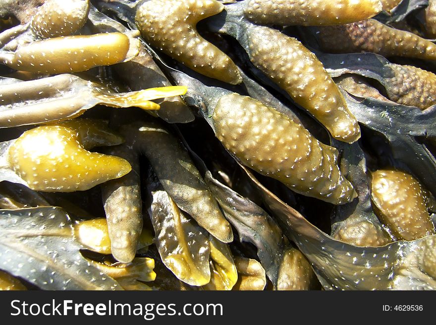 Yellow bladder wrack growing at a dike at the North sea