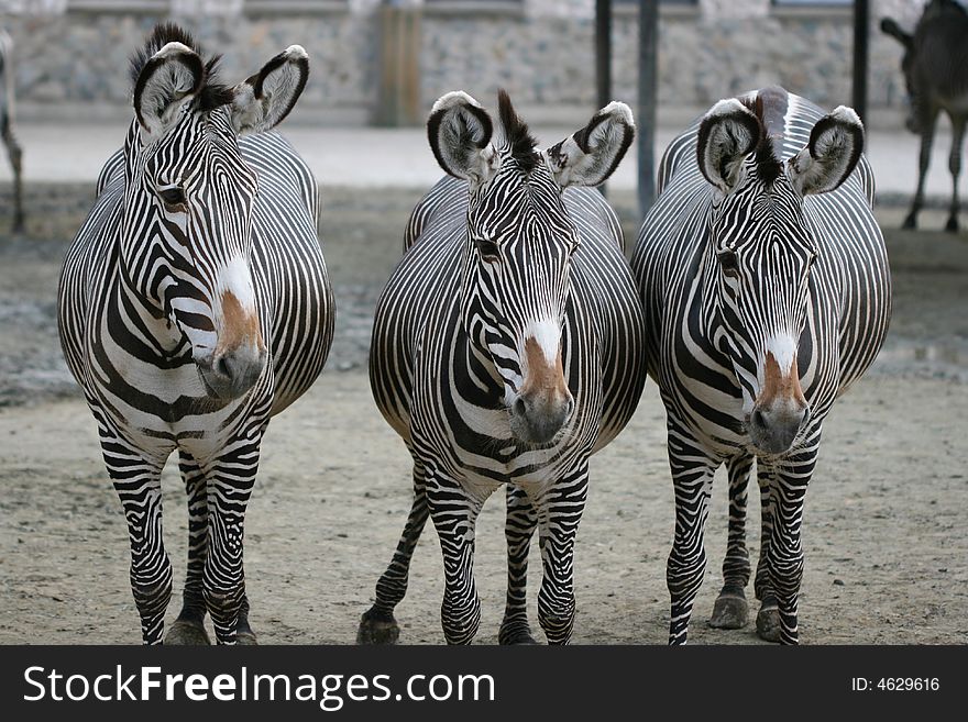 Three zebras standing in the ZOO