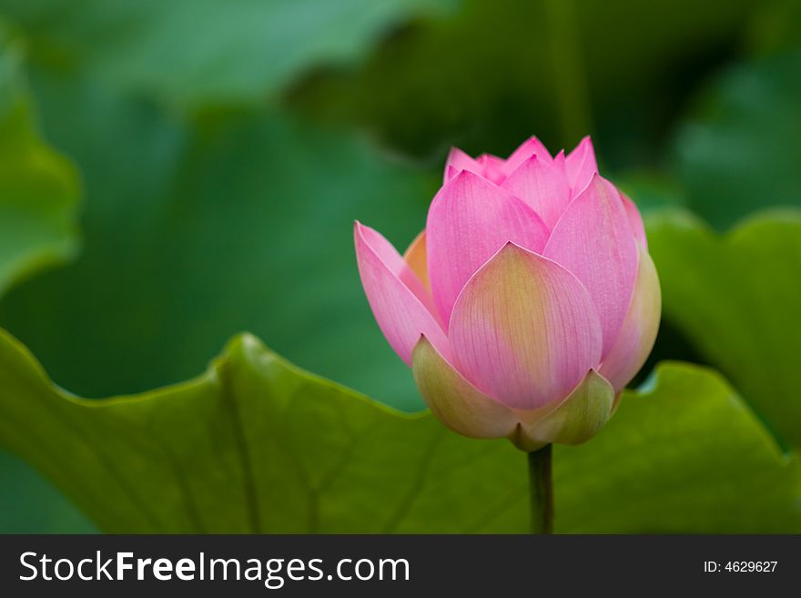 Pink lotus, green leaf, leaf details, branch