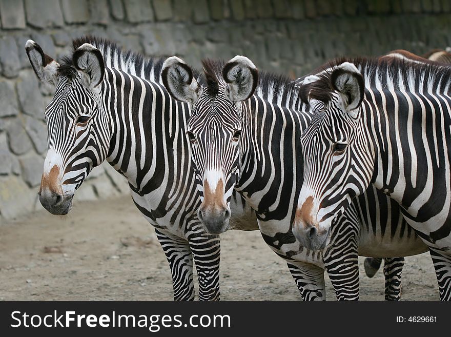 Three zebras standing in the ZOO