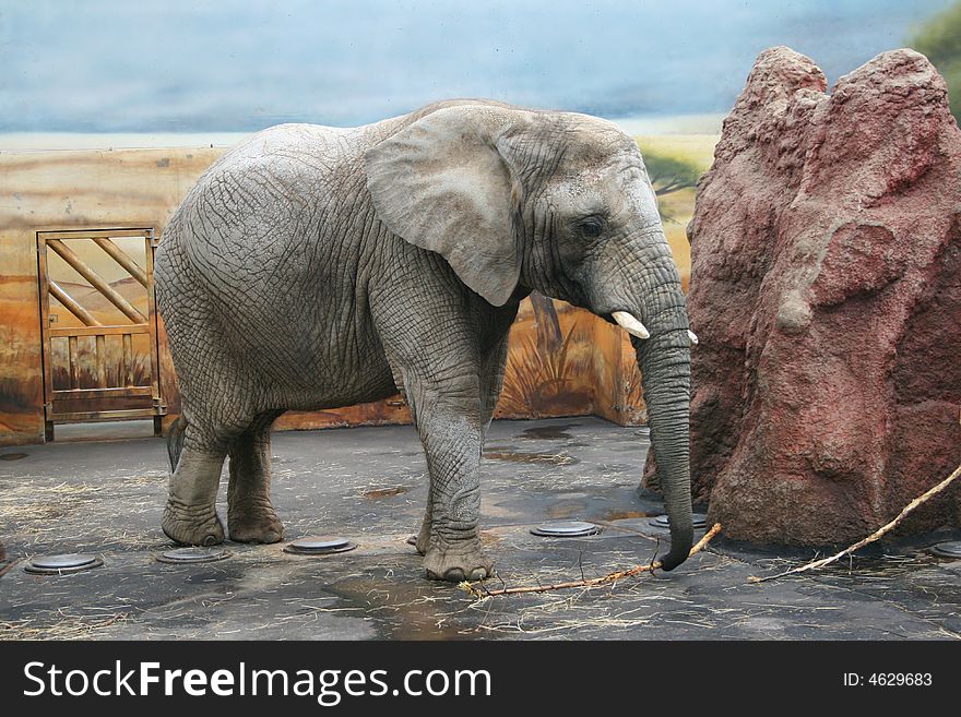 Majestic elephant standing in the ZOO