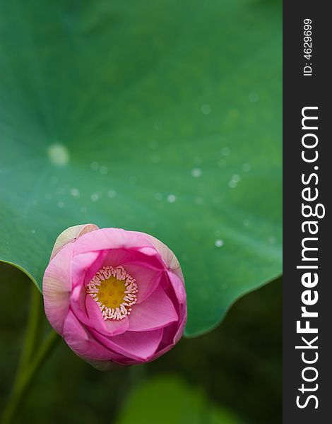 Pink lotus, green leaf, flower details, branch