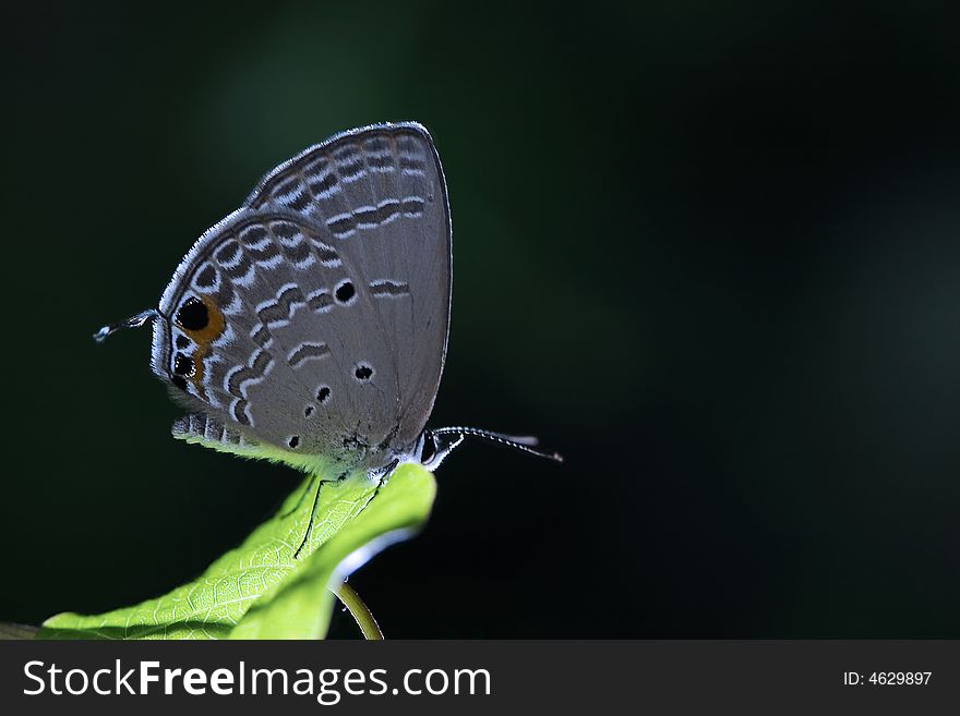 Butterfly on green leaf in night