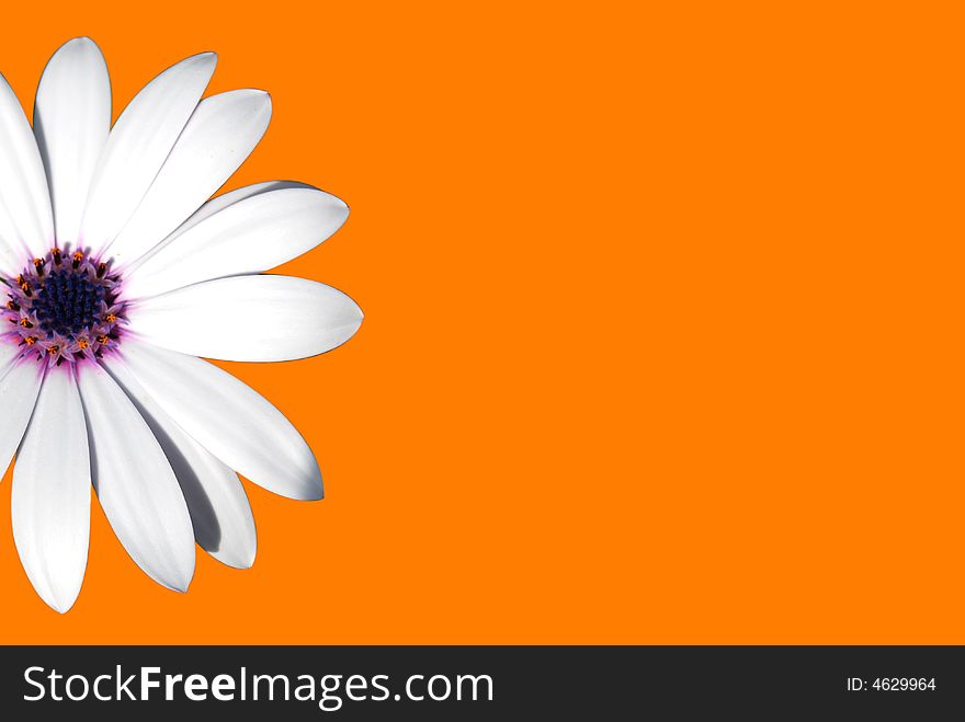 A white and nice daisy on orange background