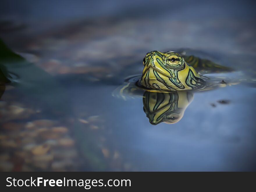 Terrapin is a term used in English for several smaller species of turtle living in fresh or brackish water. A detailoed photograph showing the head out of the water and perfect reflection