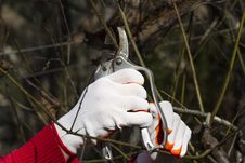 Pruning In Bright Gloves Stock Images Pruning In Bright Gloves Stock Images