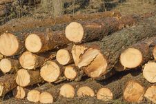 Cut Birch Trunk; Felled Tree Stock Image Cut Birch Trunk; Felled Tree Stock Image